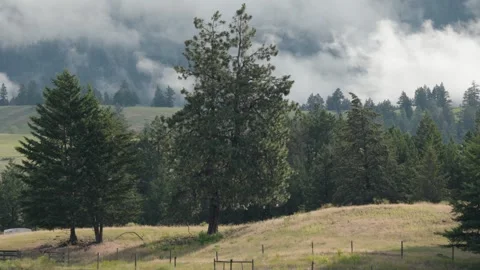 Misty Mountains and Pine Forests in Rural Montana Stock Footage 313507853