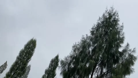 Misty mountains with pine trees cloudy blue sky. 4k Stock-Footage 247014857