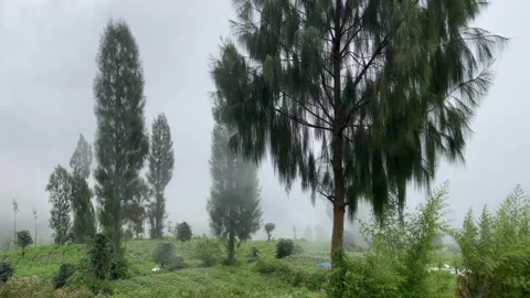 Misty mountains with pine trees cloudy blue sky. 4k Stock-Footage 247014908