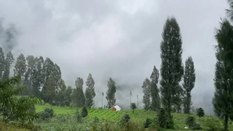 Misty mountains with pine trees cloudy blue sky. 4k Stock-Footage 247014915