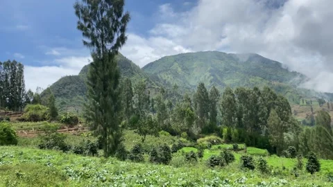 Misty mountains with pine trees cloudy blue sky. 4k Stock-Footage 247015288
