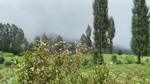Misty mountains with pine trees cloudy blue sky. 4k Stock-Footage 247016083