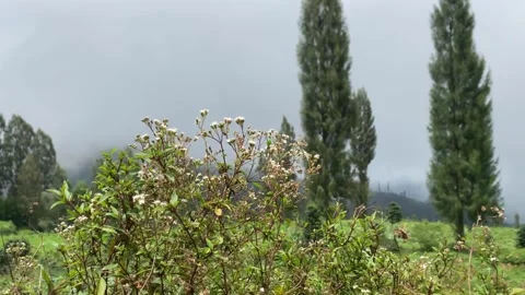 Misty mountains with pine trees cloudy blue sky. 4k Video stock 247016106