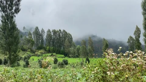 Misty mountains with pine trees cloudy blue sky. 4k Video stock 247016150