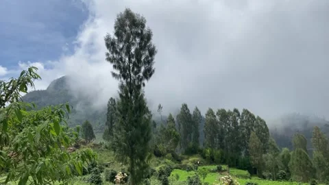 Misty mountains with pine trees cloudy blue sky. 4k Video stock 247016257