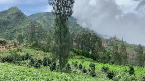 Misty mountains with pine trees cloudy blue sky. 4k Video stock 247016258