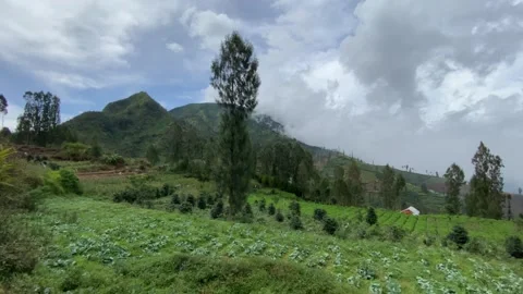 Misty mountains with pine trees cloudy blue sky. 4k Video stock 247016344
