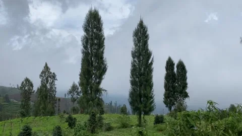 Misty mountains with pine trees cloudy blue sky. 4k Video stock 247016419