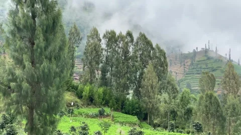 Misty mountains with pine trees cloudy blue sky. 4k Video stock 247016524