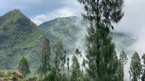Misty mountains with pine trees cloudy blue sky. 4k Video stock 247016573