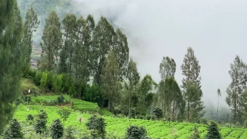 Misty mountains with pine trees cloudy blue sky. 4k Video stock 247016575