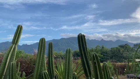 Misty mountains with pine trees cloudy blue sky. 4k Video stock 247016876