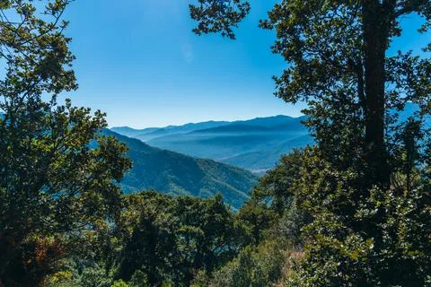 Misty mountains through the trees Stock Photos