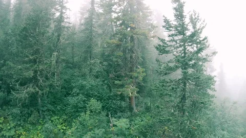 Misty mysterious dense forest Video stock 120727345