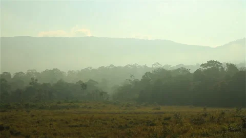 Misty nature Stock Footage 297196082