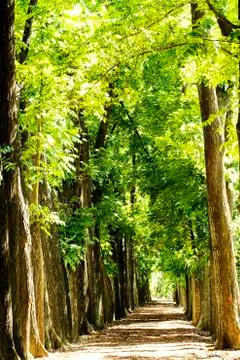 Misty Old Forest Stock Photos