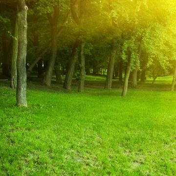 Misty Old Forest Stock Photos