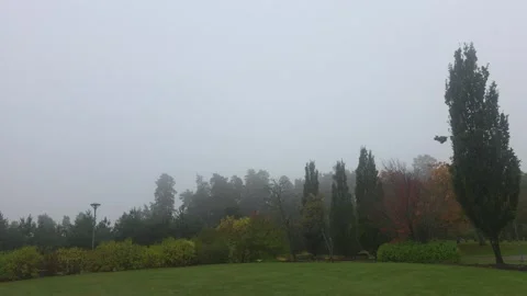 Misty Open Field With Distant Trees Under Heavy Fog Stock Footage 348089837