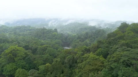 Misty overhead view of winding river through green rainforest Stock Footage 331409999