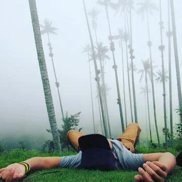 Misty Palms Stock-Fotos