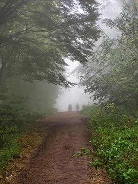 Misty Path Stock Photos