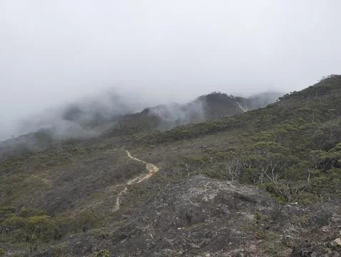 Misty path to the top of Rantemario, Mount Latimojong, South Sulawesi 写真素材
