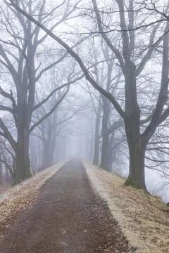 Misty Pathway Through Bare Winter Trees in Czechia 스톡 사진