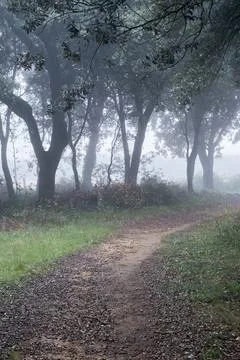 Misty pathway through tranquil oak forest Stock Photos