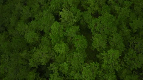 Misty Peaks Revealed: 4K Drone Adventure to Enchanting Mountains in the Jungle Stock Footage 244472939