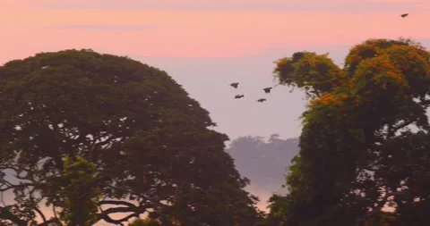 The misty Peru Amazon rainforest glows at twilight as silhouetted parrots fly 스톡 동영상 306047565