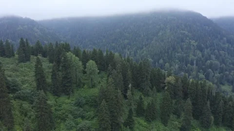 Misty Pine Forest and Forest Road Aerial View 2 Stock Footage 256161325