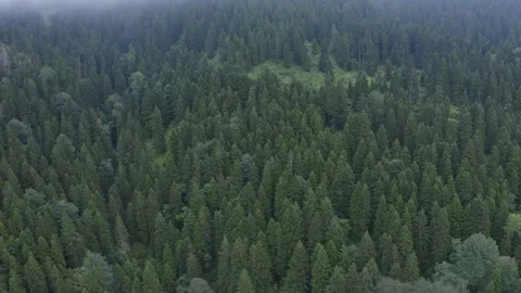 Misty Pine Forest and Forest Road Aerial View 3 Stock Footage 256161392