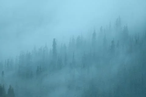 Misty pine forest covered in heavy fog in bluish daylight tones. Minimalist m Stock Photos