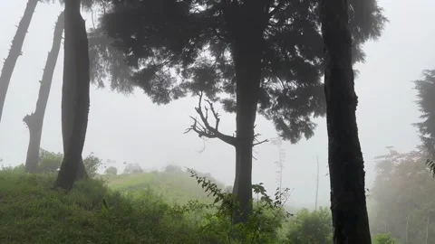 Misty Pine Forest Covered in Morning Fog 스톡 동영상 340031155