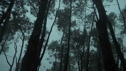 Misty pine forest enveloping wilderness, dense canopy creating dark silhouettes Vidéo 301919186