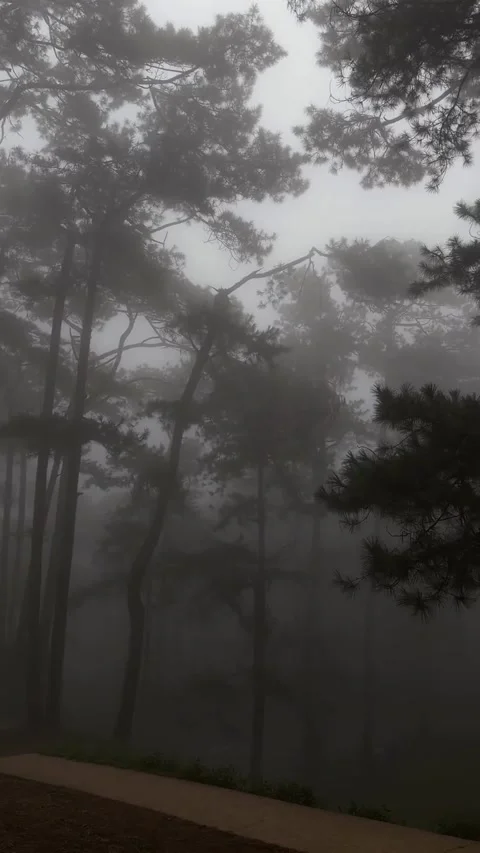 Misty Pine Forest with Fog and Stairs 库存影片 340872223