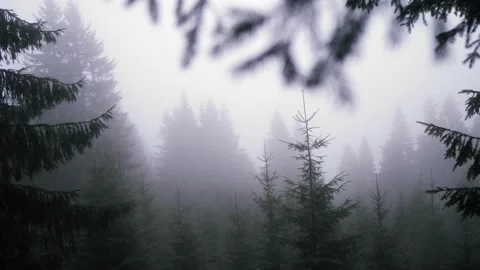 Misty pine forest 動画素材 167667336