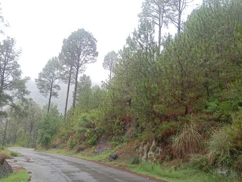 Misty Pine Forest Hillside With Wet Mountain Road During Rain Stock Photos