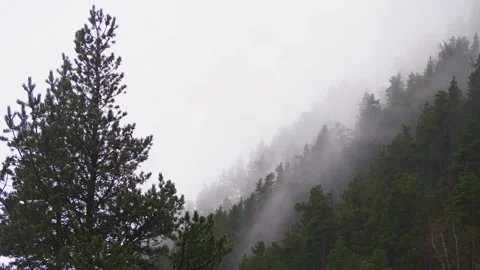 Misty Pine Forest in the Mountains Stock Footage 320852133