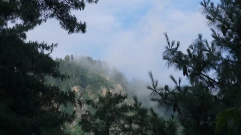 Misty Pine Forest in Mountains  Framed Nature Landscape with Fog and Blue S.. Stock Footage 316360775