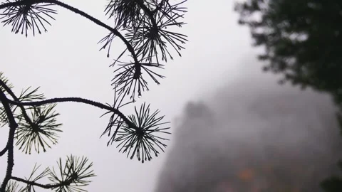 Misty Pine Forest in the North Caucasus Stock Footage 320852307