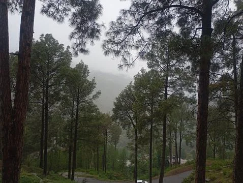 Misty Pine Forest Path With Fog During Monsoon Rainy Season Stock Photos
