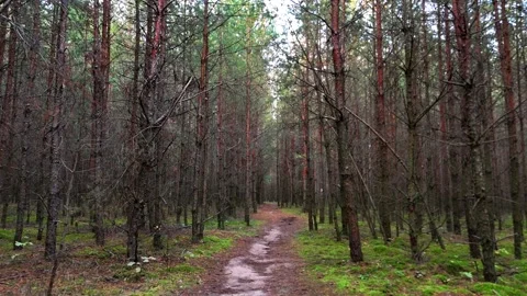 Misty Pine Forest Pathway - Tranquil Woodland 4k Drone Footage 스톡 동영상 284979042
