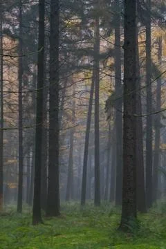 Misty pine forest Stock Photos