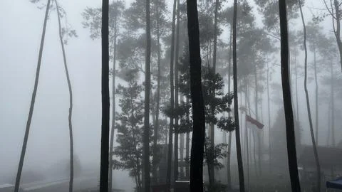 Misty pine forest Stock Photos