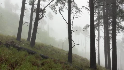 Misty Pine Forest with Tall Silhouetted Trees Stock Footage 312629459