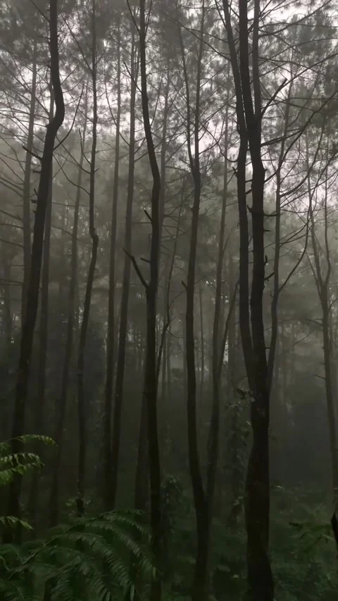 Misty Pine Forest with Tall Trees and Green Foliage 库存影片 341320368