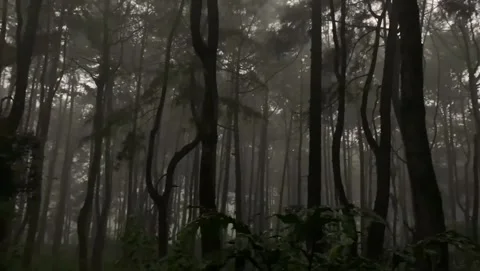 Misty Pine Forest with Tall Trees and Low Fog Stock Footage 341320385