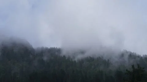 Misty Pine Forest Timelapse  Clouds Rolling Over Mountain Hills in Monsoon .. Stock Footage 316360772