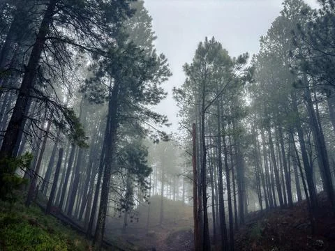 Misty Pine Forest Trail with Light Filtering Through Trees Foto stock